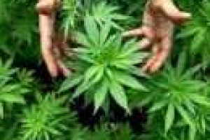 Pleidooi voor proef legale particuliere cannabiskweek